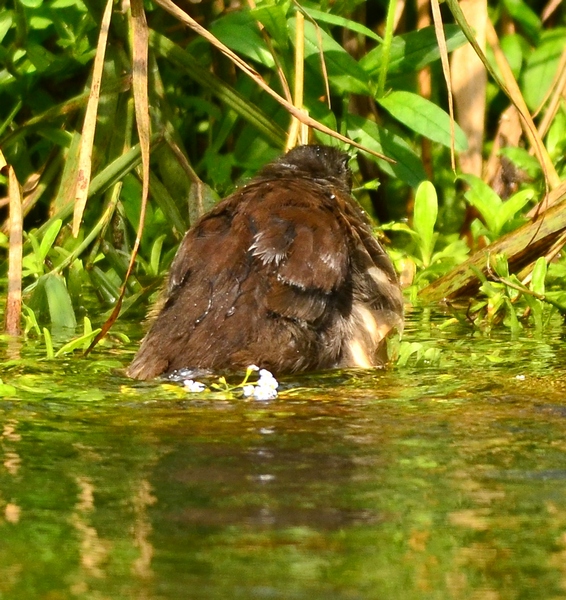Giovane gallinella al bagno